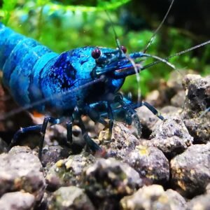 BLUE BOLT HIGH GRADE - 1.0 CM